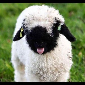 Meet your Posher, Alexa